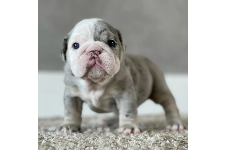 $350 : Cachorros Bulldog Inglés image 2