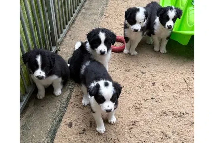 $450 : Cachorros de border collie image 1