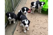 Cachorros de border collie en Jackson