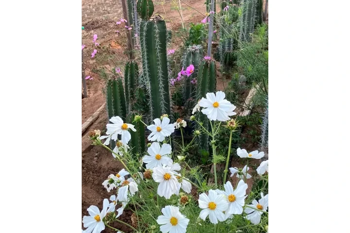 PITAYOS D JALISCO TERE GALVAN image 1