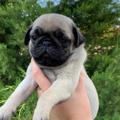 $350 : pug image 2