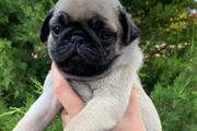 $350 : pug thumbnail