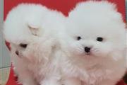 $500 : Lindos cachorros de pomerania thumbnail