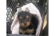 $350 : Yorkshire terrier taza de té thumbnail