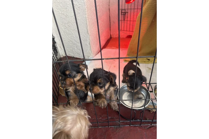 $1200 : Venta image 3