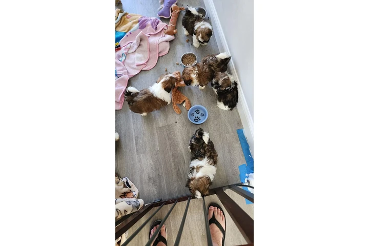 $350 : SHIHTZU image 3