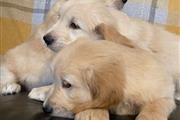 adorable Golden Retrievers Pup