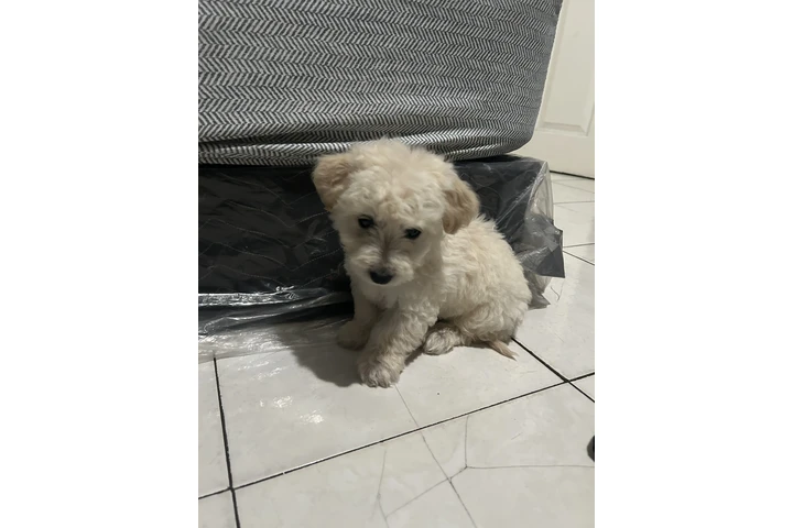 $100 : Mix Maltese image 3