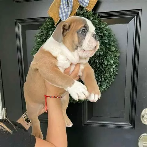 $1000 : English bulldog image 1