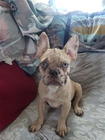 $600 : French bulldog image 1