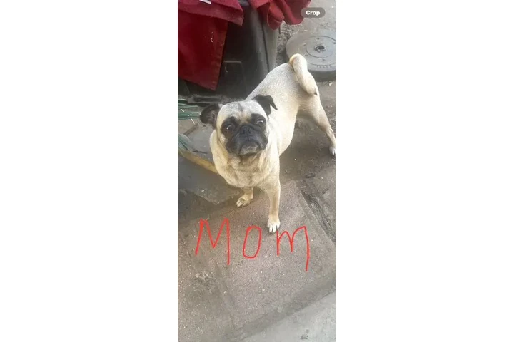 $450 : PERRITOS PUGS image 3