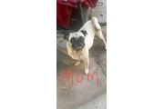 $450 : PERRITOS PUGS thumbnail