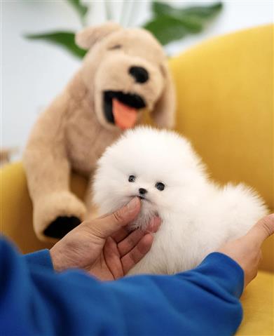 $300 : Pomeranian puppy image 3