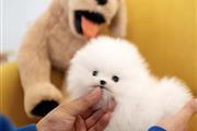 $300 : Pomeranian puppy thumbnail