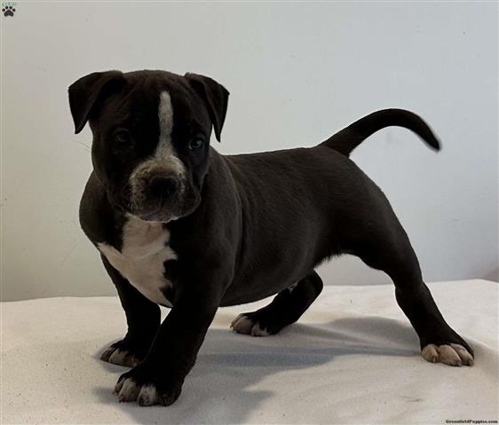 $250 : AKC American Bully Puppies image 3