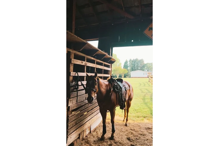 $1800 : looking for a gentle Horse image 2