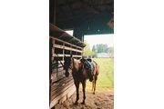 $1800 : looking for a gentle Horse thumbnail