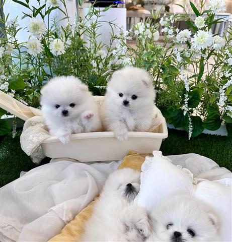 $300 : Mini Pomeranian Puppies Ready image 2