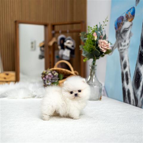 $250 : Teacup Pomeranian puppies image 7