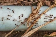PEST CONTROL100%GARANTISADO thumbnail