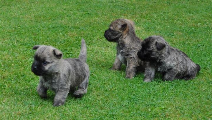 $500 : Cairn Terrier puppies image 1