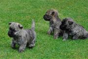 Cairn Terrier puppies
