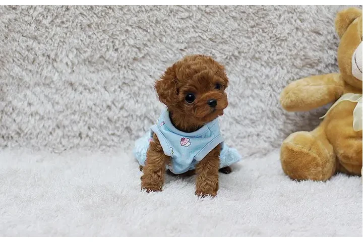 $350 : Micro Poodle image 2