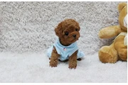 $350 : Micro Poodle thumbnail
