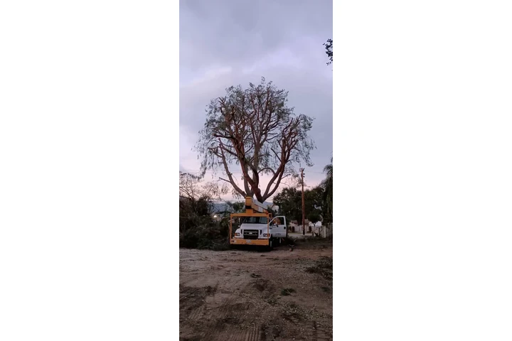🌳 Cuidado Verde Total 💧 image 3