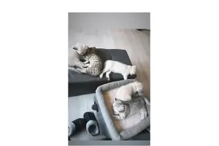 $444 : British shorthair kittens NEED image 2