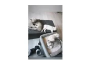 $444 : British shorthair kittens NEED thumbnail