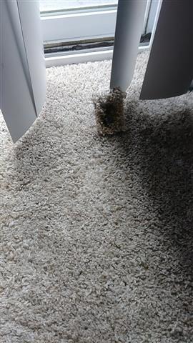 DCC SERVICES (CARPET ClEANING) image 6