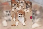 Akita puppies with Akc ready..