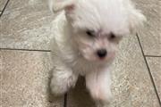 MINI TEACUP MALTESE thumbnail