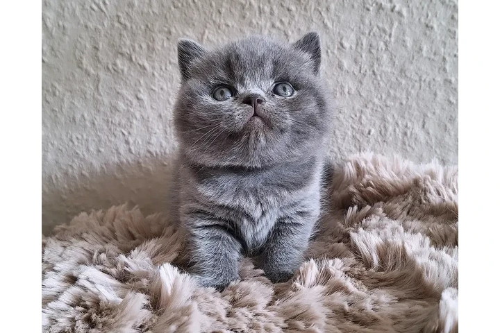 $260 : Cute British shorthair image 1