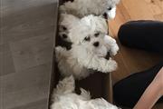 $500 : Cute Maltese Puppies thumbnail