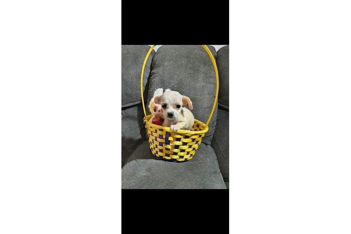 $400 : Puppie female mini toy image 5