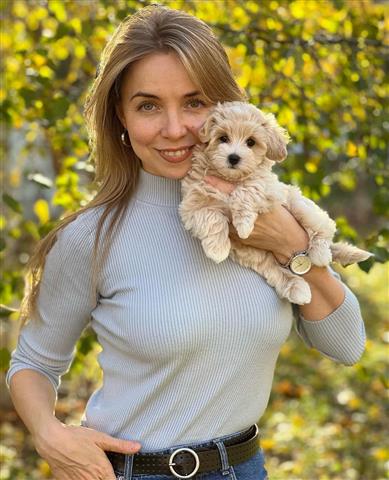 $700 : Hypoallergenic Maltipoo Pups image 2