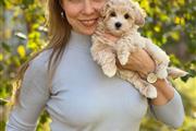 $700 : Hypoallergenic Maltipoo Pups thumbnail