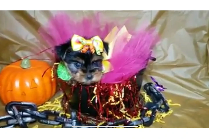$2300 : Adorable Yorkie image 5