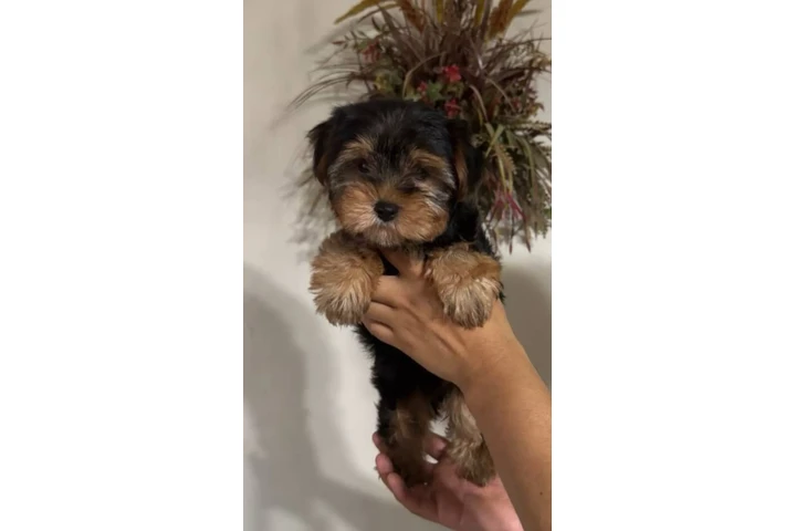 $700 : Yorkies perrito macho image 1