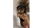 Yorkies perrito macho