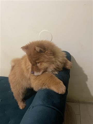 $800 : Cachorros chow chow image 10