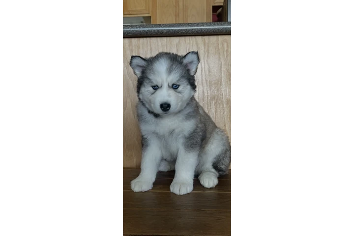 $400 : Siberian Husky Puppies image 4