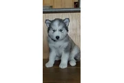 $400 : Siberian Husky Puppies thumbnail