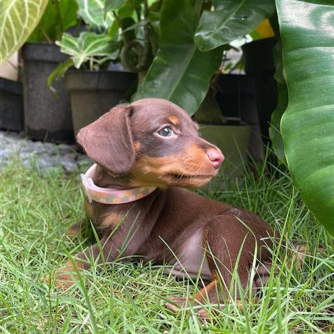 $600 : Adorables cachorros Dachshund image 2