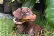 $600 : Adorables cachorros Dachshund thumbnail