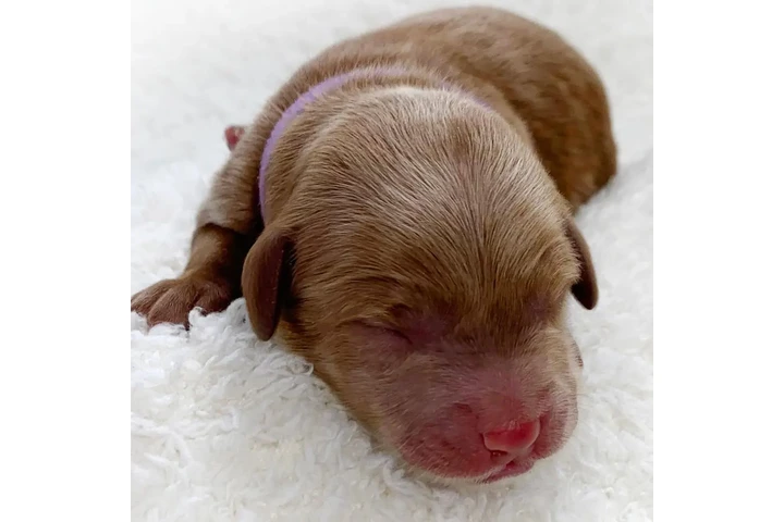 $800 : holly goldendoodle pups image 1