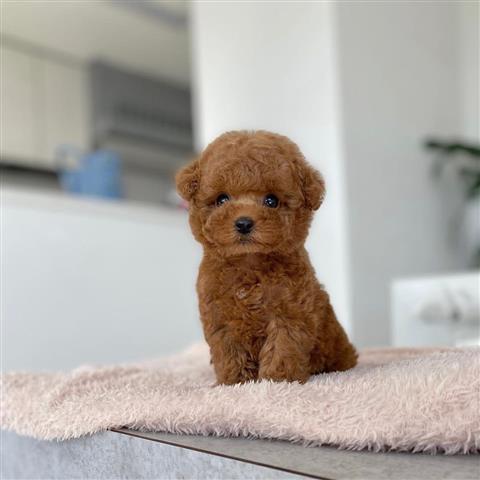 $250 : Toy Poodle image 3