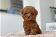 $250 : Toy Poodle thumbnail